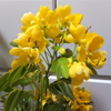 秋の花カッシア黄色の花木アンデスの乙女ビバホームで買ったヨ♪