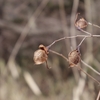 Lespedeza bicolor　ヤマハギ