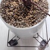 【観葉植物】ゴムノキ、さらに気根が増えていることに気づく