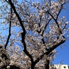 【ただあったことだけ日記】桜ちょっと待て、桜。