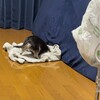 まろにー3839日目