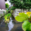 日本遺産「伊庭の水郷」