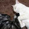 【猫】コマさんとビビさんの近況報告