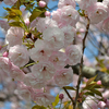 さまざまな桜「一葉（イチヨウ）」