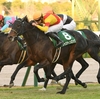 競馬初心者必見☆馬券予想🔥〜京都2歳S〜抜けた1番人気が結果を残す！？