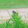 2022.6.4　河川敷に野鳥を探して......16選