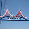 由比の桜エビ　みはらし亭