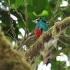 キンガシラカザリキヌバネドリ(Golden-headed Quetzal)