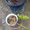 手元に植木鉢がないので、あまりすることがない