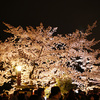 祇園白川の夜桜ライトアップ
