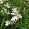 (139) Oenothera lindheimeri