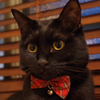 今日の黒猫モモ＆白黒猫ナナの動画ー６２０