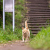 近隣郊外のねこさん