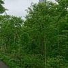 山菜採り行方不明・・・捜索 上二股峰
