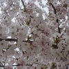 【新潟】県民会館＆やすらぎ提の桜
