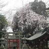 　久我山の桜　金玉均の碑