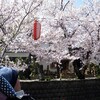 03/31.十四川の桜