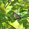 11/29　今日も又、大阪城に野鳥を　１８選