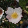 山茶花が咲きました