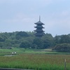 備中国分寺の赤米の赤い稲穂🌾と庭のバラ🌹