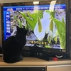 メイちゃんの好きなテレビ番組