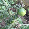 もうひとつのミニトマト🍅と一昨日のストックのタネ🌱