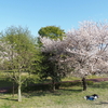 明日は花散らしの雨？