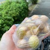 道端で拾った銀杏は食べれるのか！？銀杏の食べ方と処理方法をご紹介！