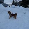 犬バカちゃんリン☆蕎麦屋の風鈴♪　柴犬・空海くん　雪　大好き！