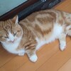 何一つ昔の値段ではもう買えない…