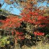 廃屋と紅葉