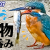 1107【カワセミ捕食アブラハヤ食べられる】カルガモ悲劇の足ケガと奇形。ビッグバンアタックがマガモを襲う。コガモやかわいいジョウビタキやクコの実【 #今日撮り野鳥動画まとめ 】 #身近な生き物語