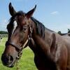 【２歳馬情報】これは大物！！トゥザフロンティア圧巻の動き