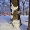 円山公園の雪まつりと大通公園大雪像の現場動画