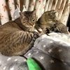 スーパー猫の日だったらしいね