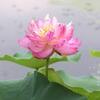 斎藤一人さん　蓮の花の修行