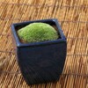 苔鉢（山苔ホソバオキナゴケ）-1