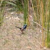 ルリオーストラリアムシクイ(Superb Fairy-wren)の♂