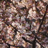 中庭の桜は、満開まじかです！