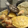 飼ってる亀を少し紹介ʚ🐢ɞ