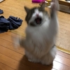 今日の猫さんとダメ飼い主