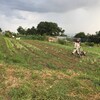 雨上がり菜園に来て草むしり