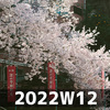 満開の桜の下（2022W12）
