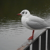 明石市の明石公園付近の池にカワイイ鳥がたくさんいます