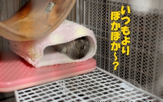 Diy初心者がデグーのおもちゃを作ってみた デグーのなるとちゃんとの暮らし Diy初心者がデグーのおもちゃを作ってみた デグーのなるとちゃんとの暮らし
