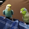 今週の🐦もぐまめ⑫
