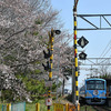 近江鉄道 2025　4/5-6