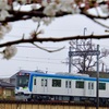 私鉄沿線 桜巡り撮影