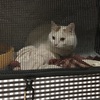 保健所から猫を引き取った話 後半