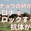 【ダチョウの卵】から採った抗体がコロナの変異種も予防できるらしい。